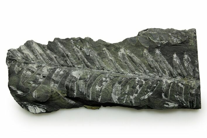 Fossil Seed Fern (Alethopteris) Plate - Pennsylvania #377479